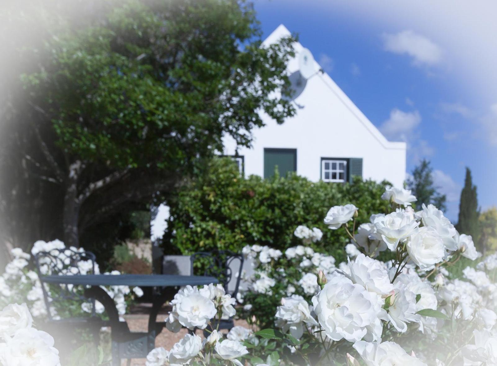 Sanddrif Stellenbosch Guest Farm Hotel Exterior photo